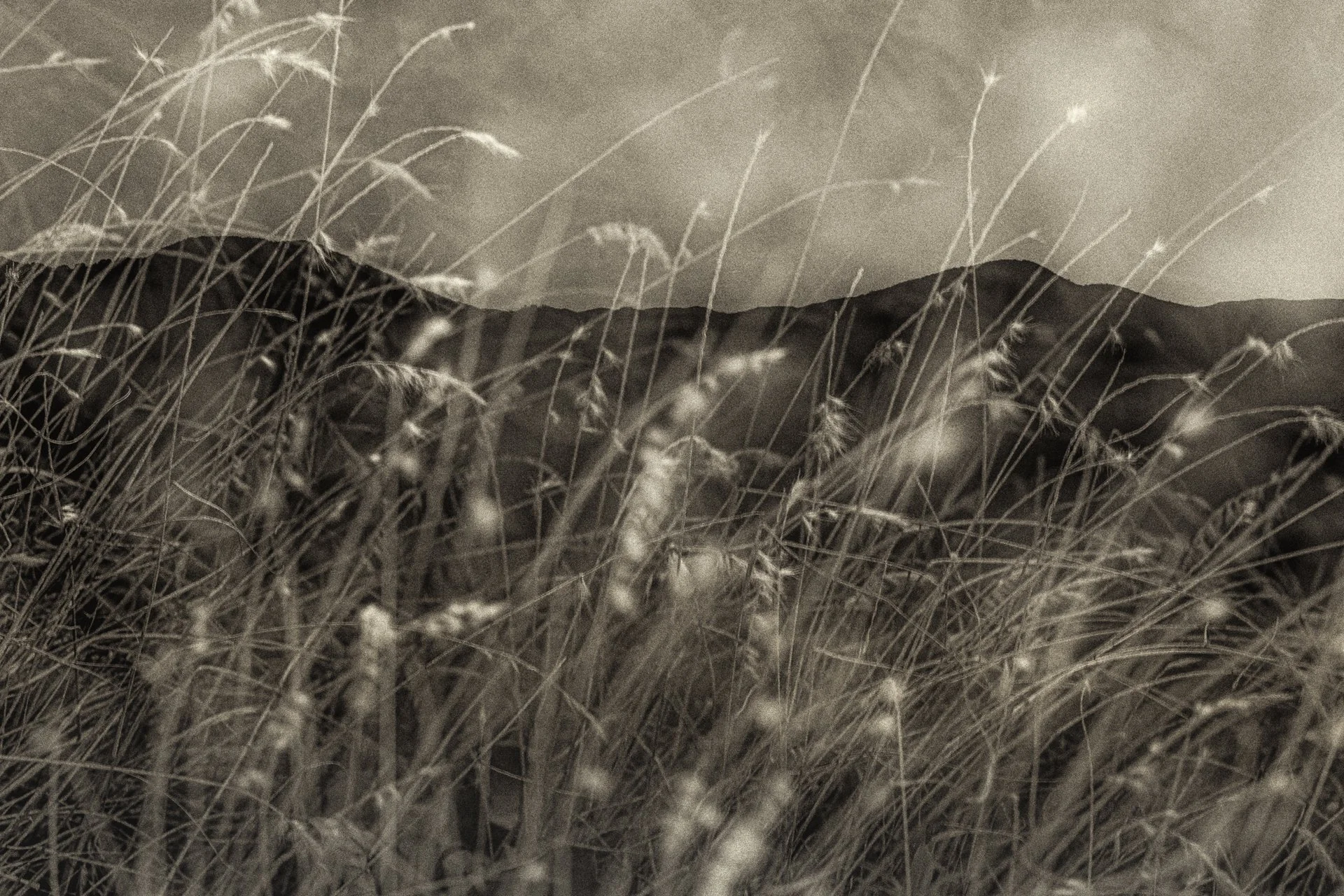 Where Grasses Dance — figTart